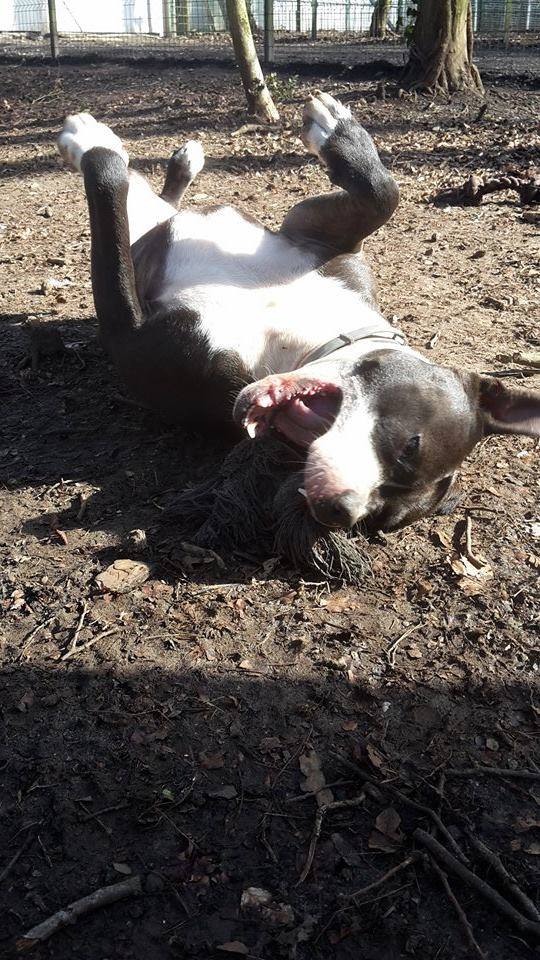 NELSON, mâle type American staff (amstaff), noir et blanc  11041710