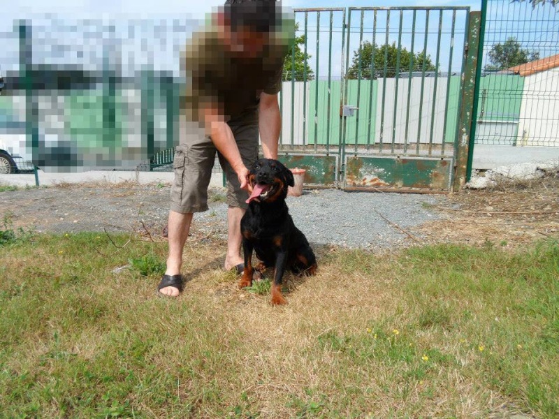 MAYA, adorable femelle rottweiler, 6 ans (petit gabari) 52681510