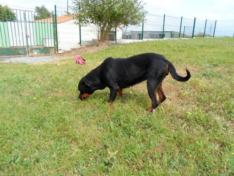 MAYA, adorable femelle rottweiler, 6 ans (petit gabari) 68212_10