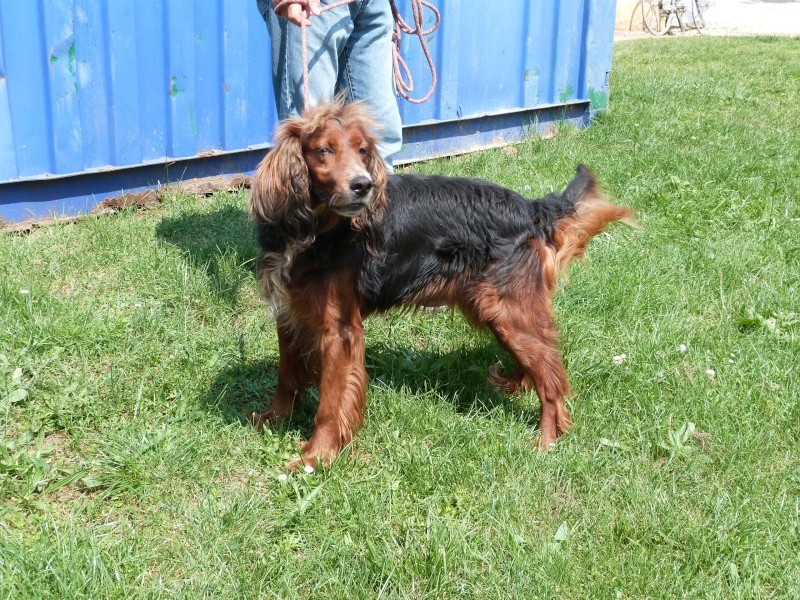 ROCK - setter gordon 7 ans - Spa de Poitiers (86) 134_r_12