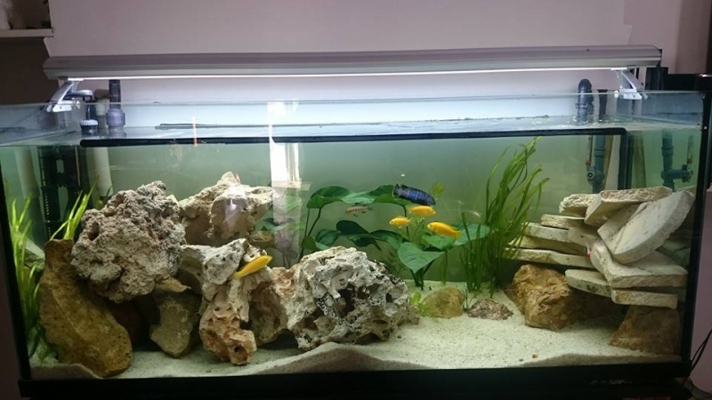 200l malawi Mbuna 10868210