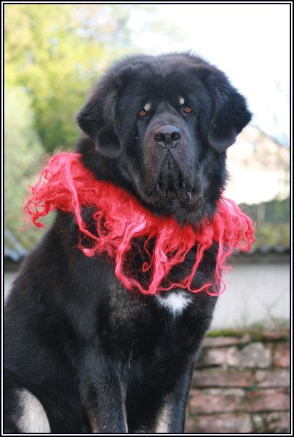 Chiots Dogue du Tibet LOF pour bientot a la Tsaparang Valley 39593_11