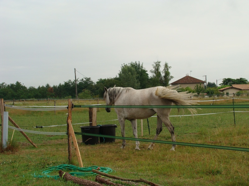 Resocialisation du cheval dsocialis............ - Page 3 382_0013