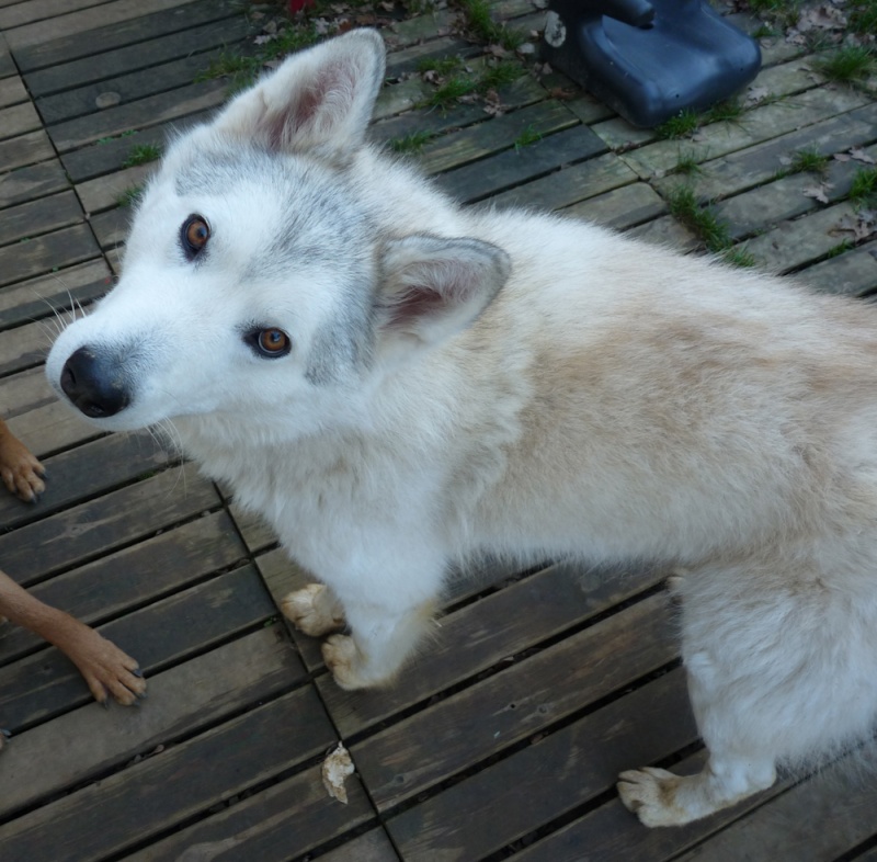 Chuck, beau Husky  x cl saarloos à sauver,  2 ans, ASSO Mukitza 84  ADOPTE    - Page 4 P1030812