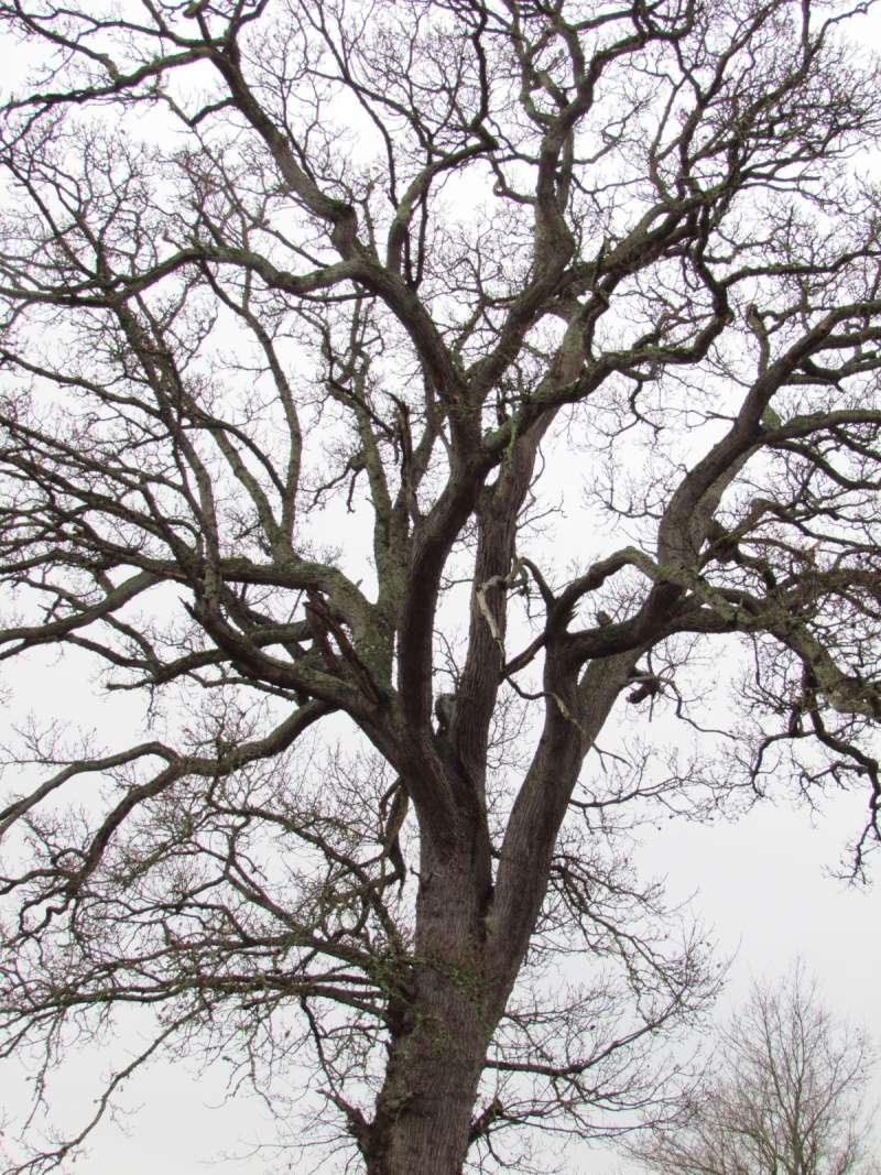 LES ARBRES D HIVER des campagnes de REMILLY SUR LOZON dans la manche 611