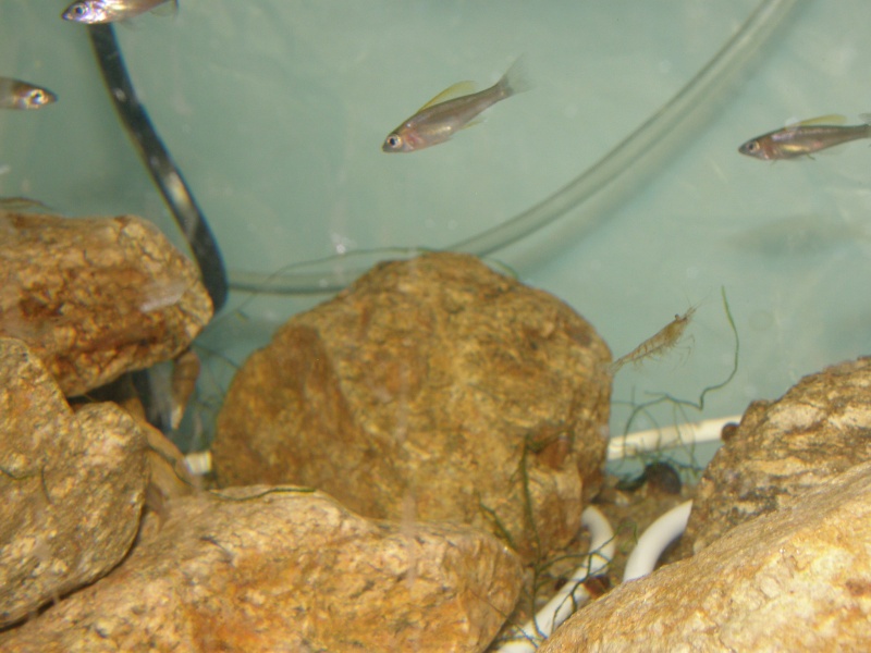 reproduction cyprichromis leptosoma mpulungu P6289310