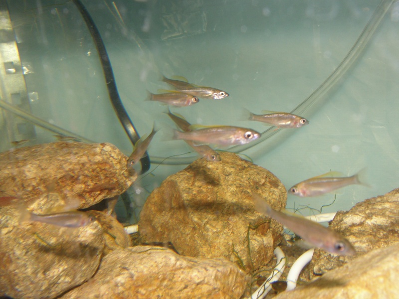 repro cyprichromis leptosoma mpulungu  P6289311