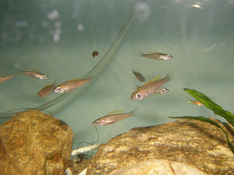 repro cyprichromis leptosoma mpulungu  P6289312