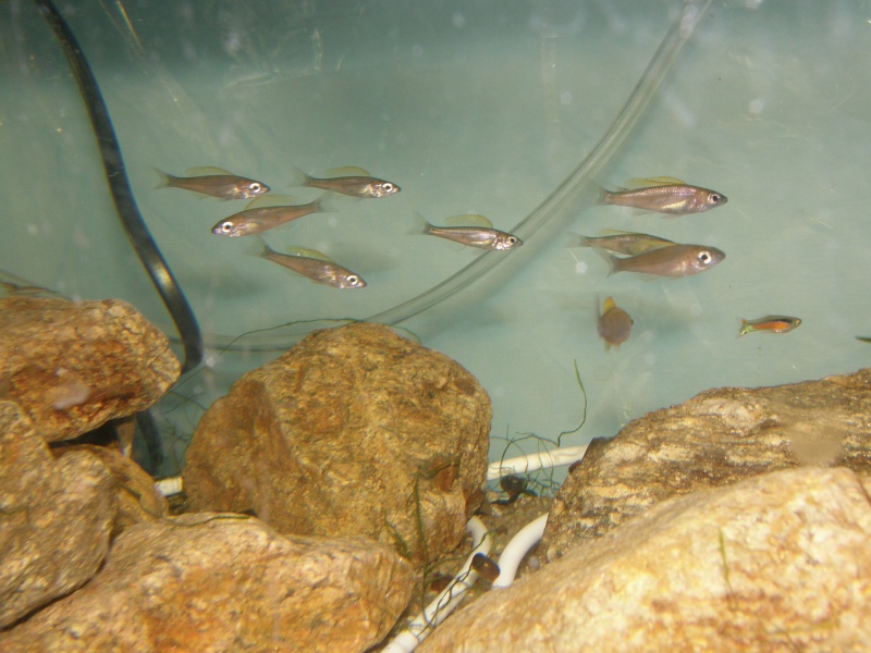repro cyprichromis leptosoma mpulungu  P6289313