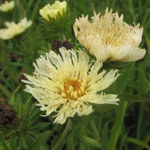 Stokesia laevis 'Mary Gregory' Stokes10