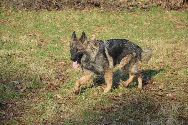 Mes 6 chiens - Page 8 Dsc_0019