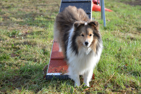 Mes 6 chiens - Page 7 Dsc_0116