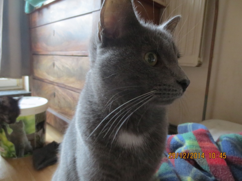 Mon Chat A Une Osteomyelite Suite A Un Abces Dentaire Qui Connait Cette Pathologie Mon Chat A Une Osteomyelite Suite A Un Abces Dentaire Qui Connait Cette Pathologie
