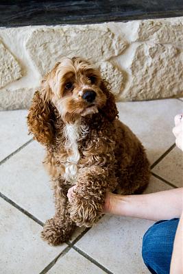 GARROU, cocker us mâle golden, 2 ans, dépt 26 Garou-11