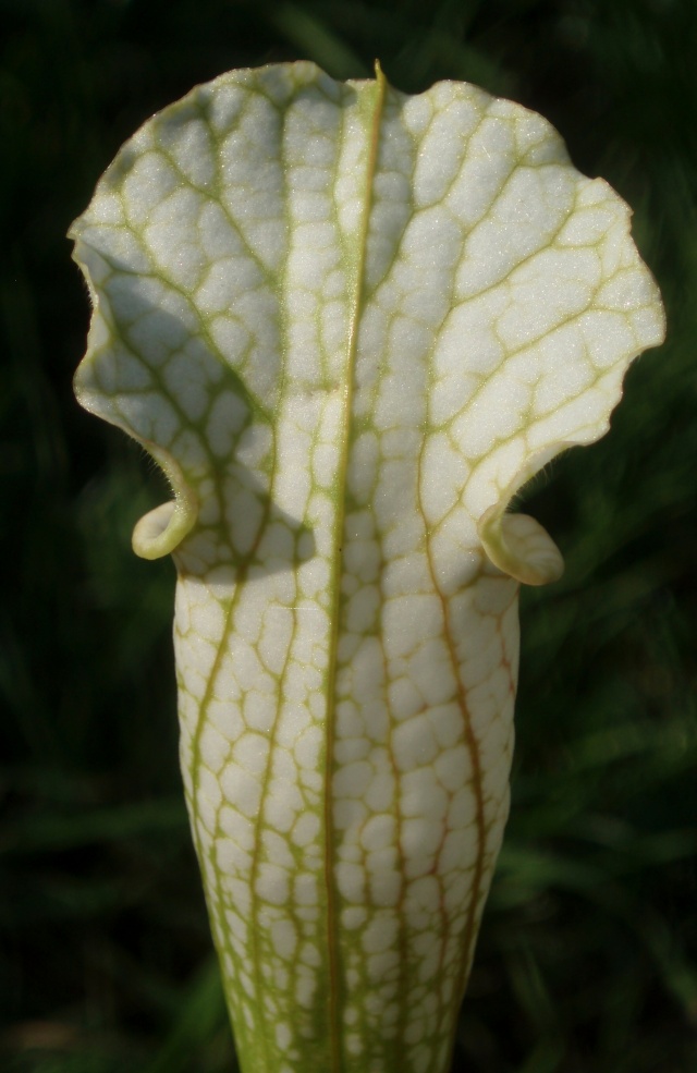 L08 Sarracenia leucophylla - Yelow flowered form, Citronelle AL (W). P9220113
