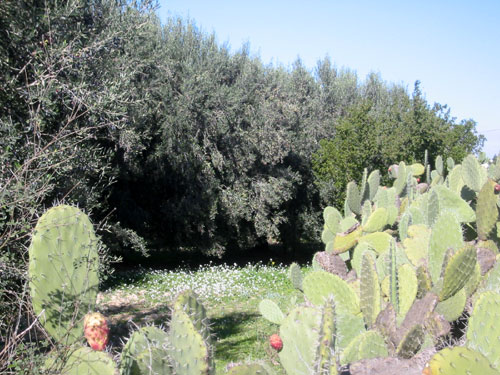 la réserve naturelle de Touati Touati10