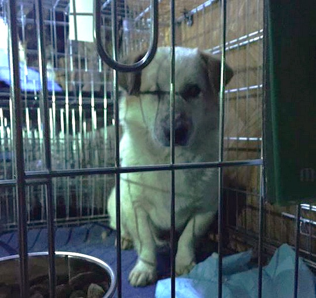 CODJARO, M-X jack russel, borgne (Pascani) - Pris en charge REMEMBER ME Codjar11