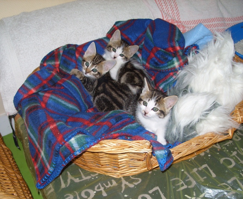 3 chatons (femelles) toutes mimi.... Ss852710