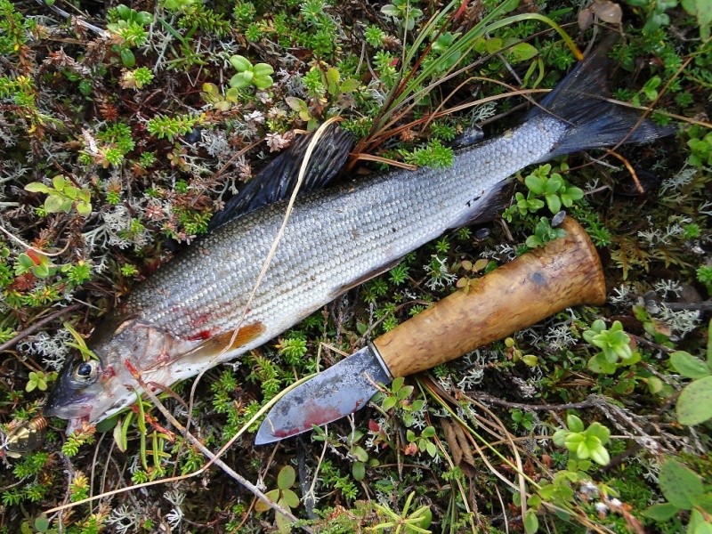 Un peu de Laponie a la periode du Ruska... Poisso10