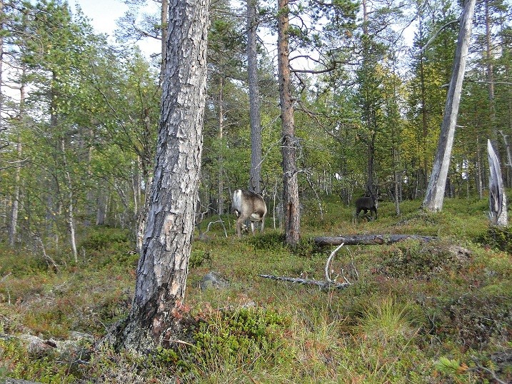 Un peu de Laponie a la periode du Ruska... Renne-11