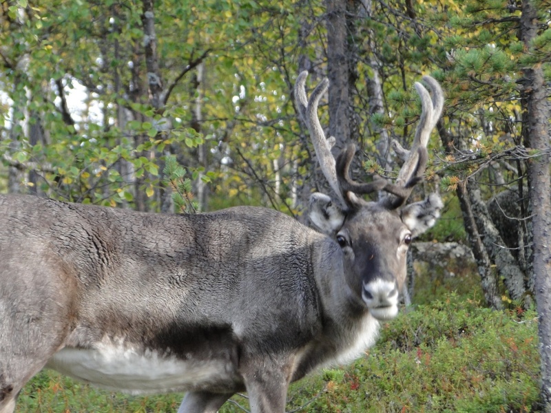 Un peu de Laponie a la periode du Ruska... Renne-12