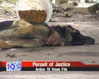 JUSTICE POUR SHEP, chien laissé à mourir de faim et de soif a la vue de tout le monde !!!! 79853210