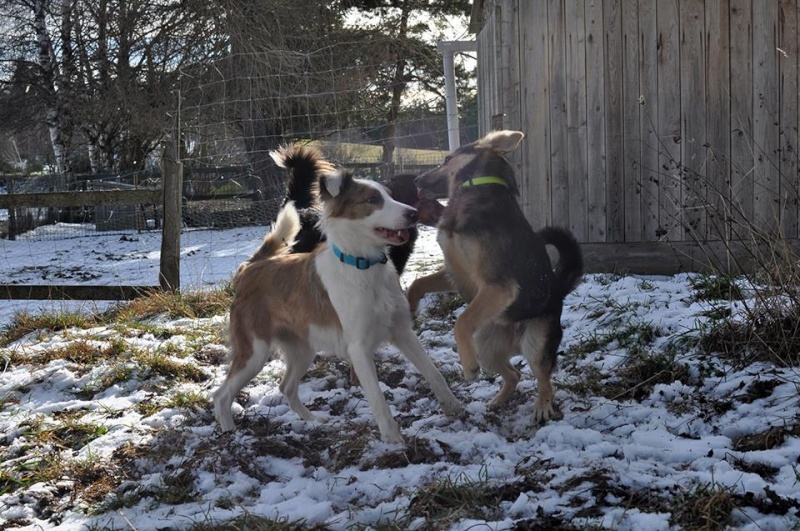 (48) - Abby - Chienne X border collie - 1 an et demi - Marron et blanche - décédée 10404410