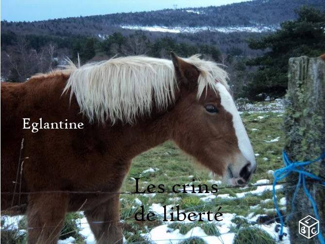 Dpt 48 - Eglantine - Comtoise X Trait breton - Sauvée par Marcel (2015) - Page 2 19202910