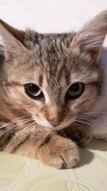 (48) - Lila - Chatonne tigrée - 3 mois - Adoptée !!! Disparue... 20150310