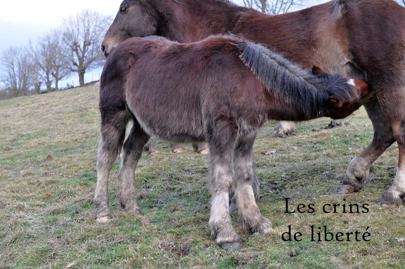 Dpt 48 - Emprise et Ever - Traits breton PP - Sauvés par Anne !!!! (Janvier 2015) Dsc_0930
