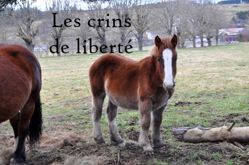 Dpt 48 - Emotion (Emmi) - Trait breton PP - Sauvée par Marion !!!!!!!!! (Fevrier 2015) Dsc_0945