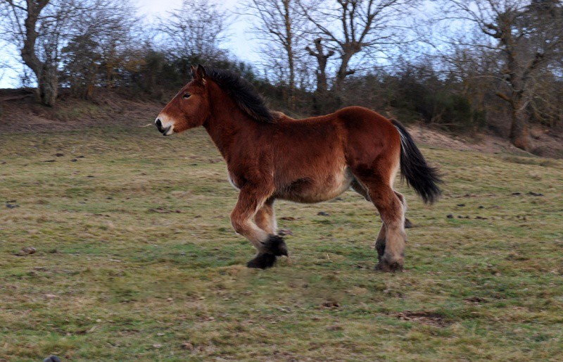 (23) - Envol - Poulain de trait breton PP - 9 mois - Euthanasié Dsc_0950