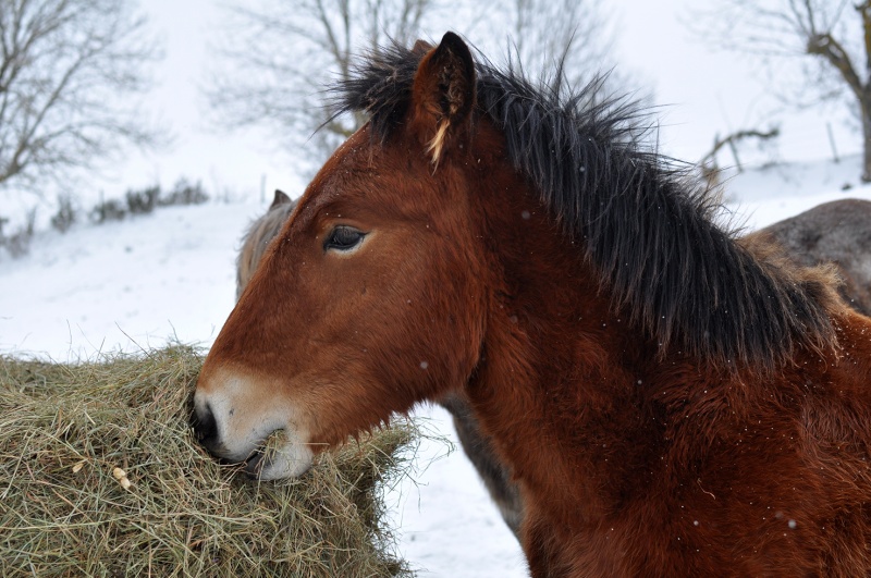 (23) - Envol - Poulain de trait breton PP - 9 mois - Euthanasié Dsc_1211