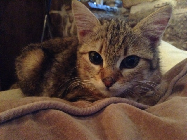 (48) - Lila - Chatonne tigrée - 3 mois - Adoptée !!! Disparue... Photo_19