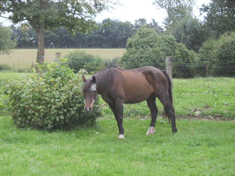 Prince, hongre  22/24 ans dept 61 adopté Imag0010