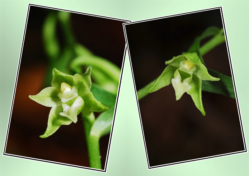 St-Oyens, Suisse: Epipactis fageticola 0111