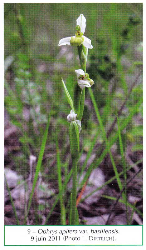 Dernier N° de l'Orchidophile (N°194) Ophrys10