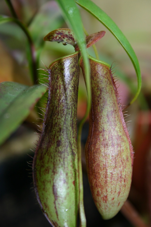 Quelques Nepenthes