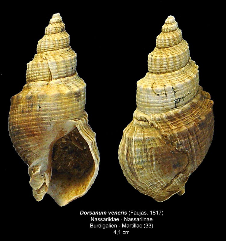 Gastéropodes burdigaliens du S.O. Dorsan11