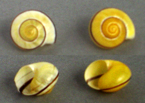 Escargots angevins Escarg19