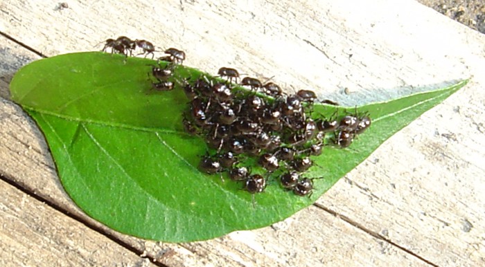 Petits insectes de jardin potager du Vaucluse Insect10