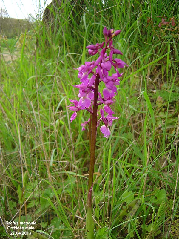 Orchidées d'Europe Orchis10