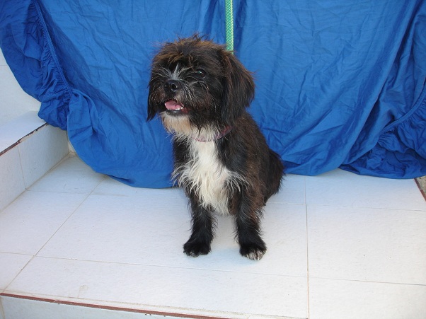 BLASA - x griffon/Teckel 2 ans - Asso Alerte Sos - Amparo (Espagne) Blasa310