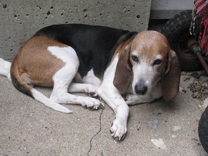 ULKA - basset artesien 12 ans - Asso Alerte Sos  Img_0016