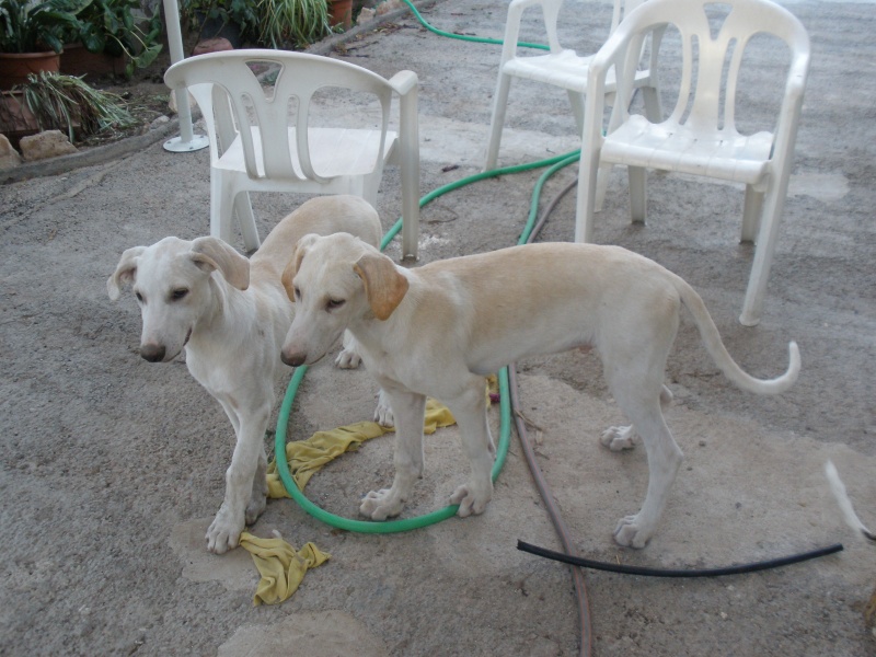 lalo et lolo males galgos blancs 6 mois Lalo_y10