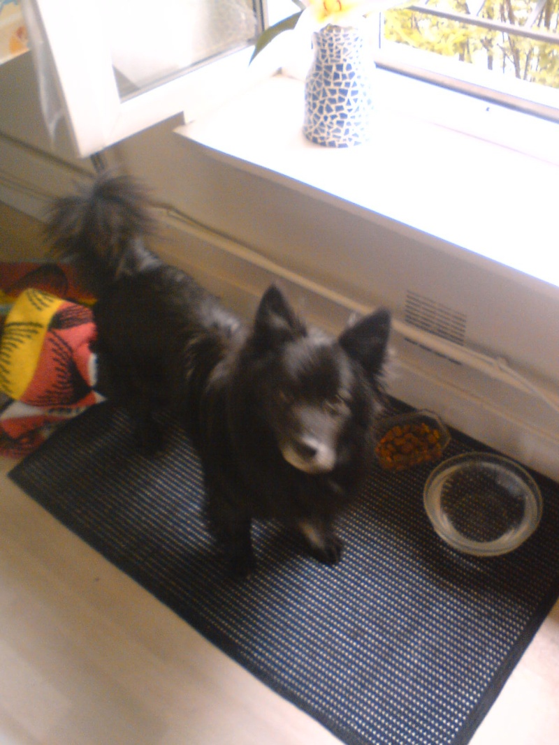 Loulou spitz male 8 ans  Loulou10