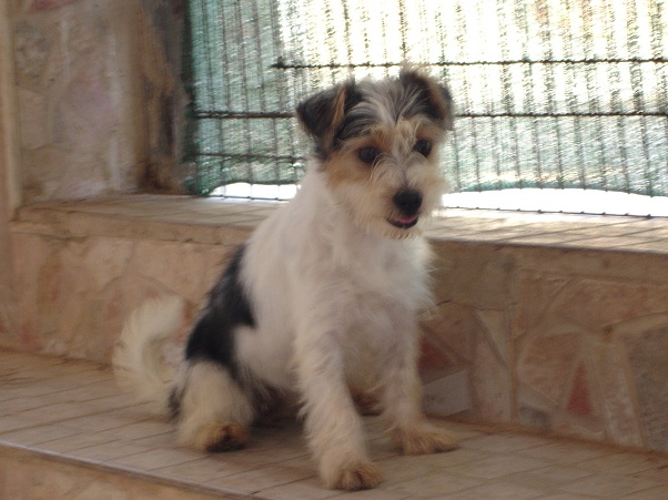 NARA - x terrier 1 an - Alerte Sos - Amparo (Espagne) Nara110