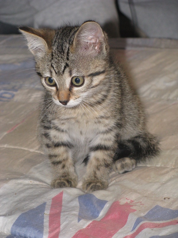 HAVA, chaton femelle européenne née le 20/06/2012 Photos38