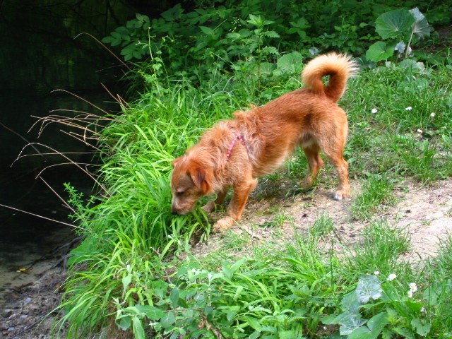 PIET, mâle croisé ratier/fox de 2,5 ans Piet_211