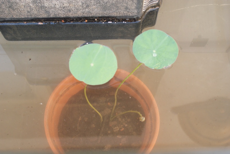 les graines de lotus de kiko Dsc04211